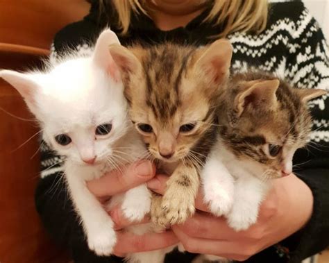 Genova Mini Cuccioli Regalo Gattini Gatti Genova Vai All Annuncio