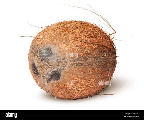 Pod Coconut Hi Res Stock Photography And Images Alamy