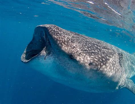 Mexico Whale Sharks Go The Distance | BDOutdoors | Bloodydecks