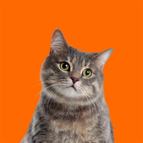 Cute Grey Tabby Cat on Orange Background Stock Photo - Image of happy ...