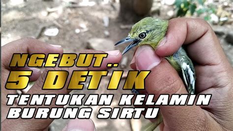 Bongkar Misteri Cepat Dan Akurat Cukup 5 Detik Menentukan Jenis Kelamin