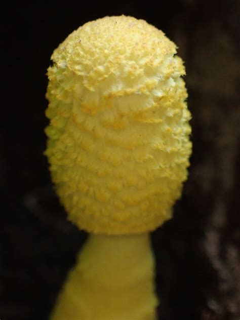 Leucocoprinus Birnbaumii Gelber Faltenschirmling Leucocop Flickr