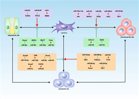 Mirnas Expression Regulation In Tri Lineage Differentiation C H T