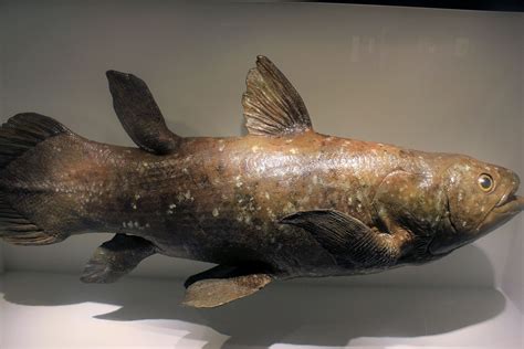 Coelacanth image - Free stock photo - Public Domain photo - CC0 Images