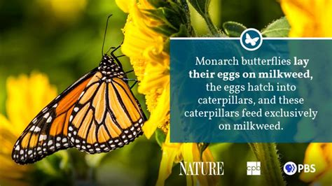 Monarch Butterfly Fact Sheet Blog Nature Pbs