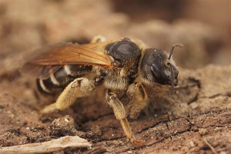 รูปภาพHalictidae – เลือกดูภาพถ่ายสต็อก เวกเตอร์ และวิดีโอ774 | Adobe Stock