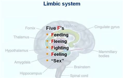 Limbic System ( Mnemonic)#N##N# The limbic system is a...