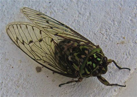 Cicada From Bhutan Whats That Bug