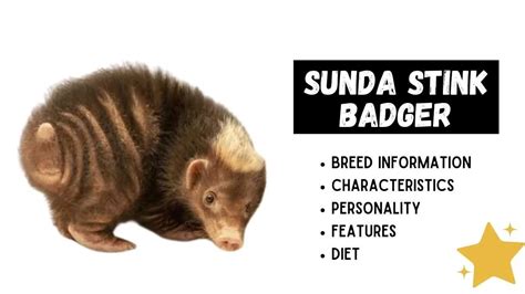 Sunda Stink Badger (Mydaus Javanensis): All Amazing Facts About Them ...