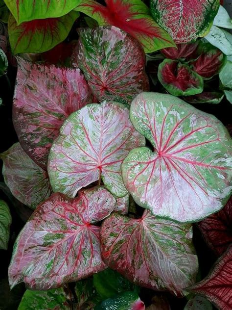 Some Very Pretty Colorful Plants With Green And Red Leaves