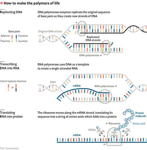 Describe The Relationship Between Proteins And Nucleic Acids