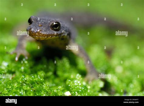 Euproctus Platycephalus Stockfotos Und Bilder Kaufen Alamy