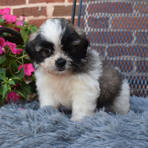 Shih Tzu Puppies for Sale (Cute, Smart, & Healthy) | VIP Puppies