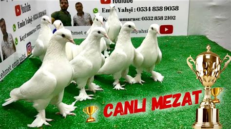 Canlı Güvercin Mezatı Emin Yahşi Canlı Mezat canlı oyunkuşu mezatı