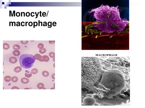 Ppt Innate Immunity Powerpoint Presentation Free Download Id 1351778