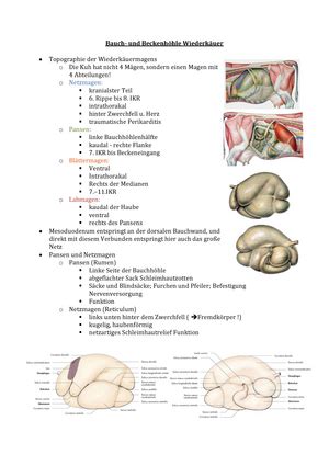 Embryologie Entwicklungsmonat Allgemeine Embryologie Fetogenese