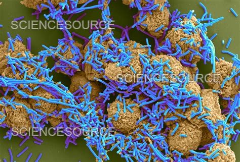 E Coli And Macrophages SEM Stock Image Science Source Images