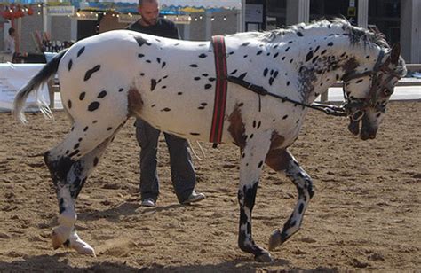 Appaloosa Sport Horse