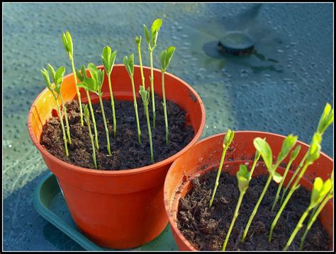 Marks Veg Plot Pinching Out Sweet Peas