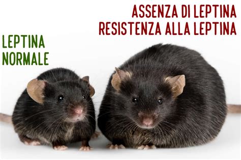 Leptina | Cos'è? Fa Dimagrire? Dieta e Resistenza alla Leptina