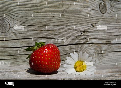 Sommer Symbole Fotos Und Bildmaterial In Hoher Aufl Sung Alamy