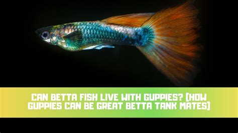 Can You Put Siamese Fighting Fish With Guppies A Compatibility Guide