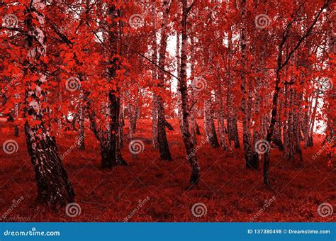 Red Birch Tree Stock Photo Image Of Leave Beauty Colorado 137380498