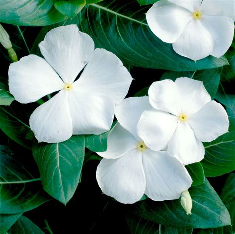 plant vinca flowers green paradise vinca flower barmasi