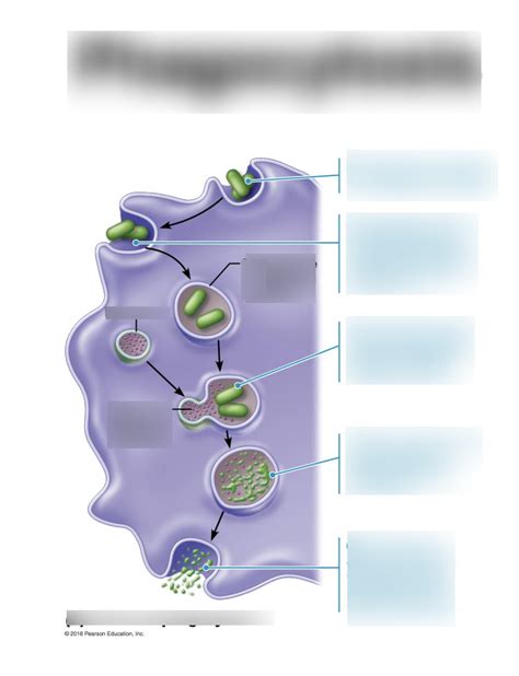 Phagocytosis Diagram Quizlet