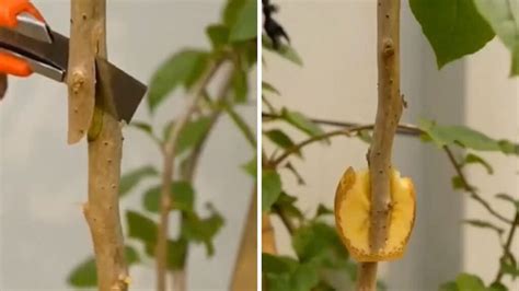 C Mo Hacer Un Acodo A Reo En Vaso Portalfruticola