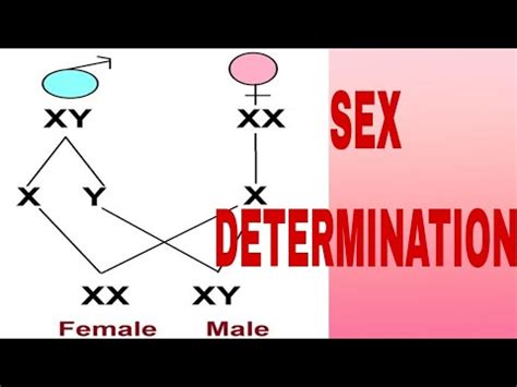 SEX DETERMINATION IN HUMAN YouTube