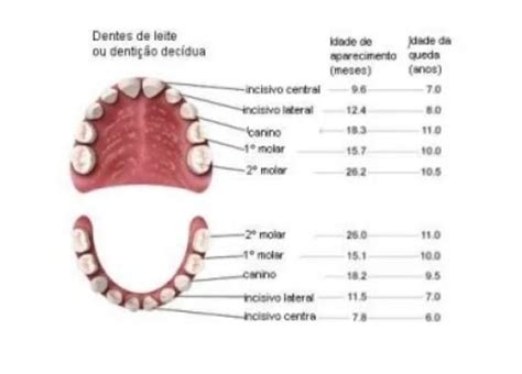 Quando nascem os dentes Conheça as idades aproximadas