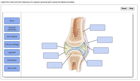 Solved Label The Most Common Features Of A Typical Synovial Chegg