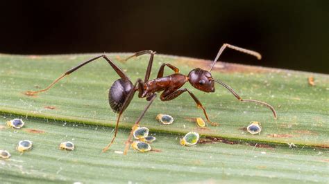 Camponotus Nicobarensis Care Guide And Ecology The Wild Martin