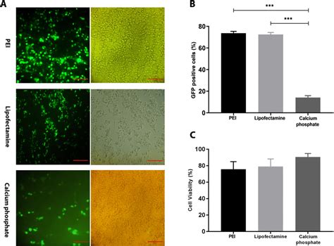 The Comparison Of Transfection Efficiency Between PEI Lipofection And