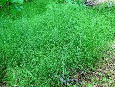 Horsetail - WeedAlert