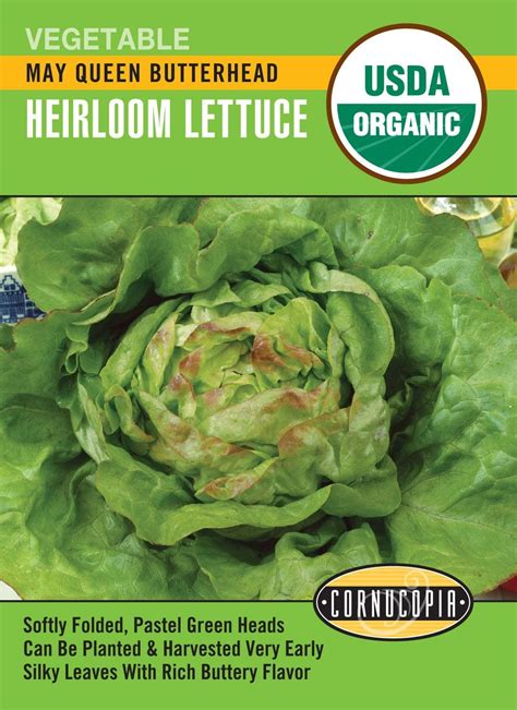 Organic Lettuce May Queen Butterhead Cornucopia Seeds Wildwood Outdoor Living