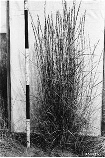 Tall Wheatgrass