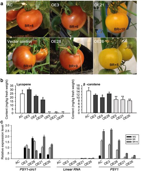 Overexpression Of PSY1 Circ1 In Ailsa Craig A Fruits Of Different