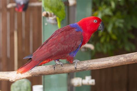 De Papegaai Van Eclectus Stock Afbeelding Image Of Purper 67821971