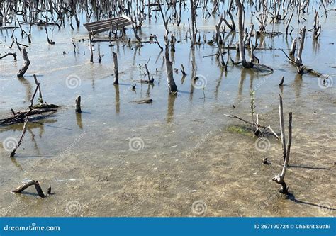 Destroyed Mangrove Forest Scenery Destroyed Mangrove Forest Is An Ecosystem Care Mangrove