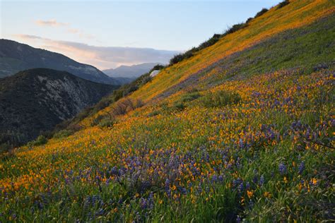 Postponed: Chaparral Plant Adaptations and Patterns of Recovery from ...