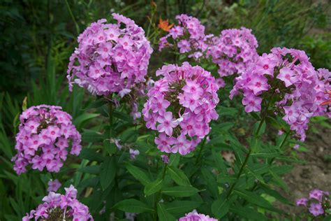 Garden Phlox · George Washington's Mount Vernon