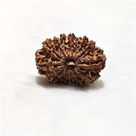 Mukhi Rudraksha From Nepal With X Ray Report Shraddha Shree Gems