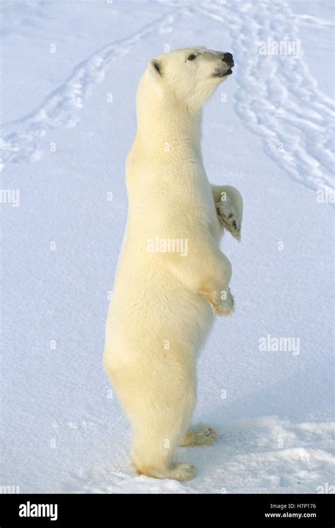 Polar Bear Ursus Maritimus Standing Churchill Manitoba Canada