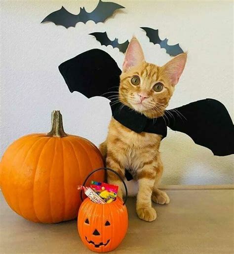 30 Pet Costumes That Made Halloween Spooktakular Pet Halloween