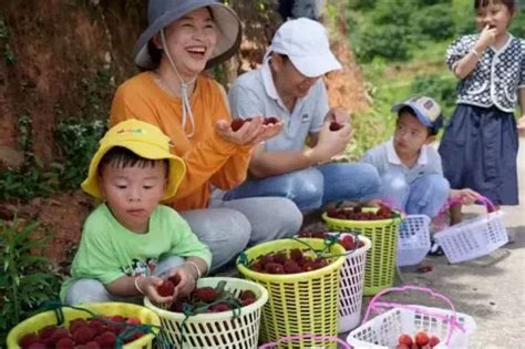 武宁县第十届杨梅节来啦！凤凰网江西凤凰网