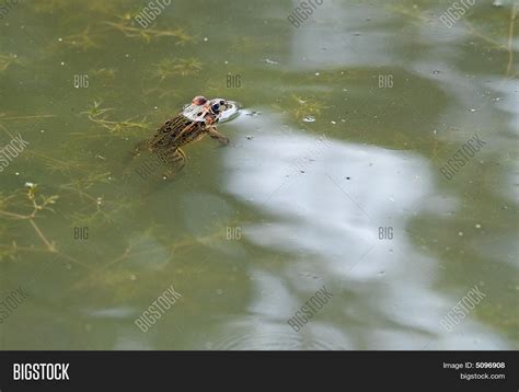 Tiger Frog ( Image & Photo (Free Trial) | Bigstock