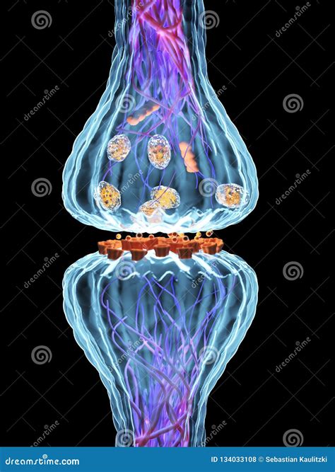 La anatomía de la sinapsis stock de ilustración Ilustración de