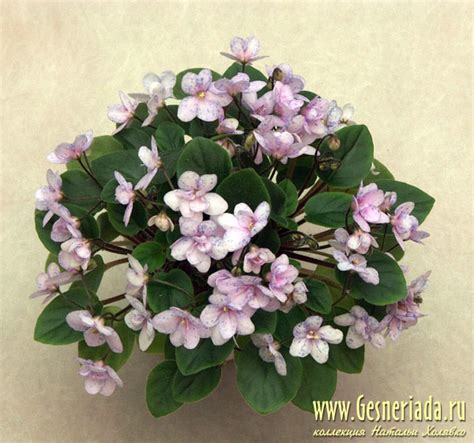 Фиалка Rob's Boolaroo